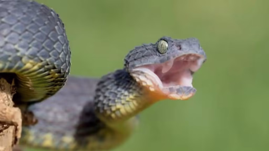 Monsoon alert: Vipers become more active during the rains—Here’s how to stay safe
