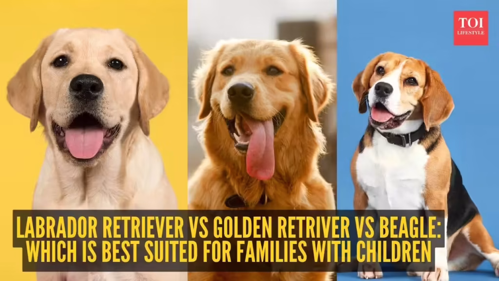 Labrador Retriever vs Golden Retriver vs Beagle: Which is best suited for families with children