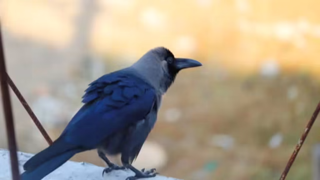 7 Birds that can remember human faces for years and surprise scientists with their intelligence