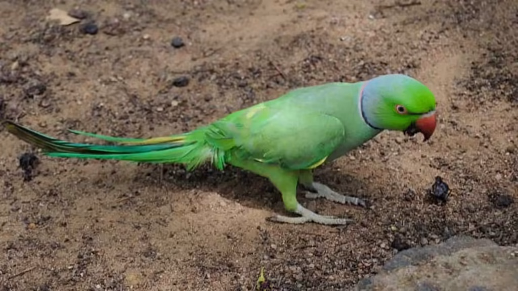 7 Surprising facts about ring-necked parrots you probably didn’t know