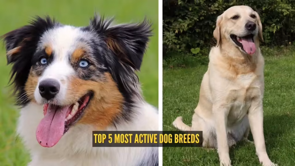Top 5 most active dog breeds