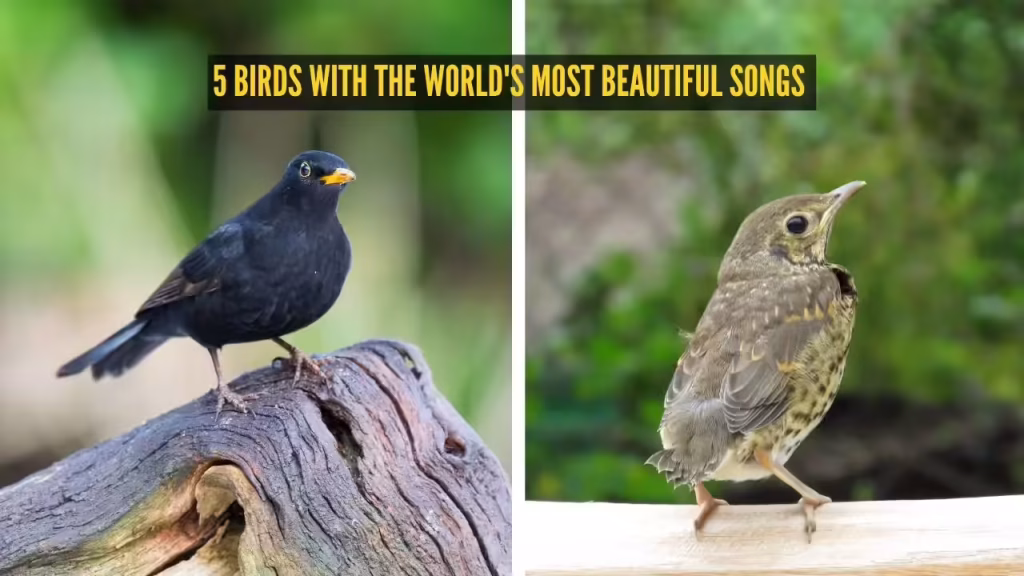 From the nightingale to the canary: 5 birds with the world’s most beautiful songs
