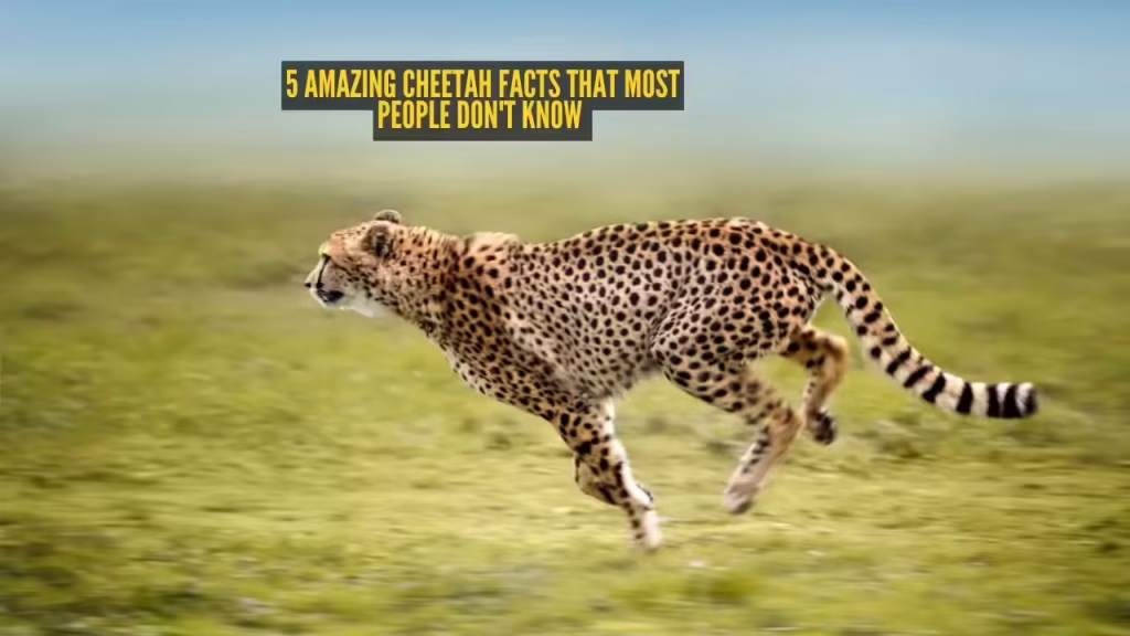 5 amazing cheetah facts that most people don’t know