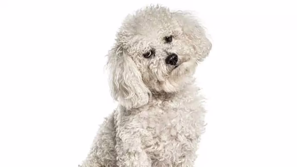 8 nicknames for white dogs that perfectly match their personality and charm
