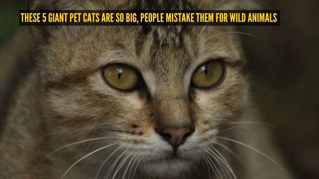 These 5 giant pet cats are so big, people mistake them for wild animals
