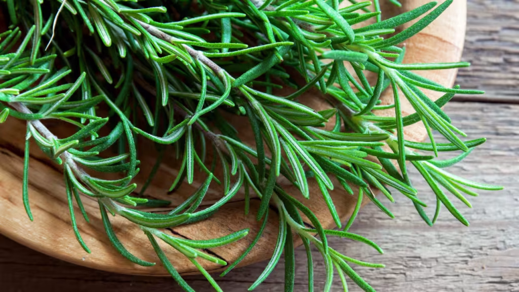 Why rosemary dies in many Indian homes, and the simple changes that can help this fragrant herb flourish instead