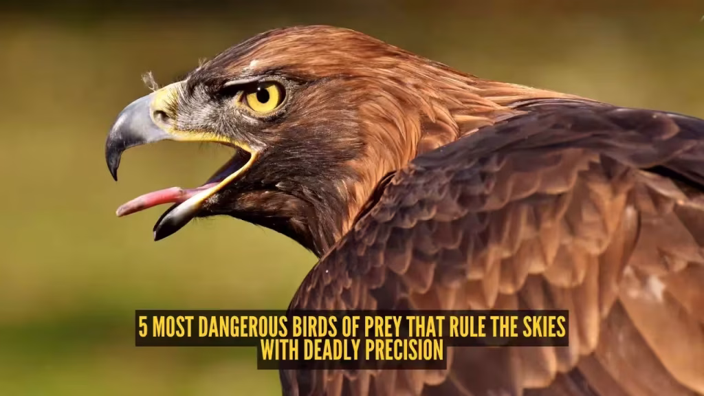 5 most dangerous birds of prey that rule the skies with deadly precision