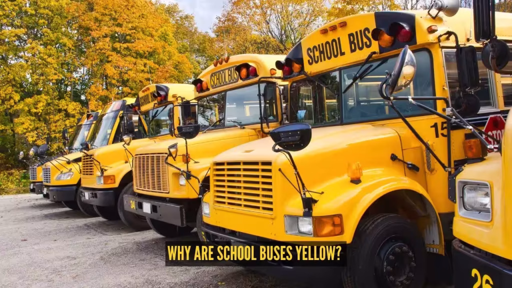 Why are school buses yellow? The fascinating reason behind the colour everyone recognises