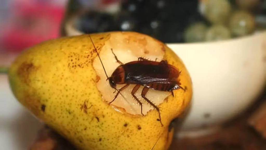 5 natural foods that can kill cockroaches instantly