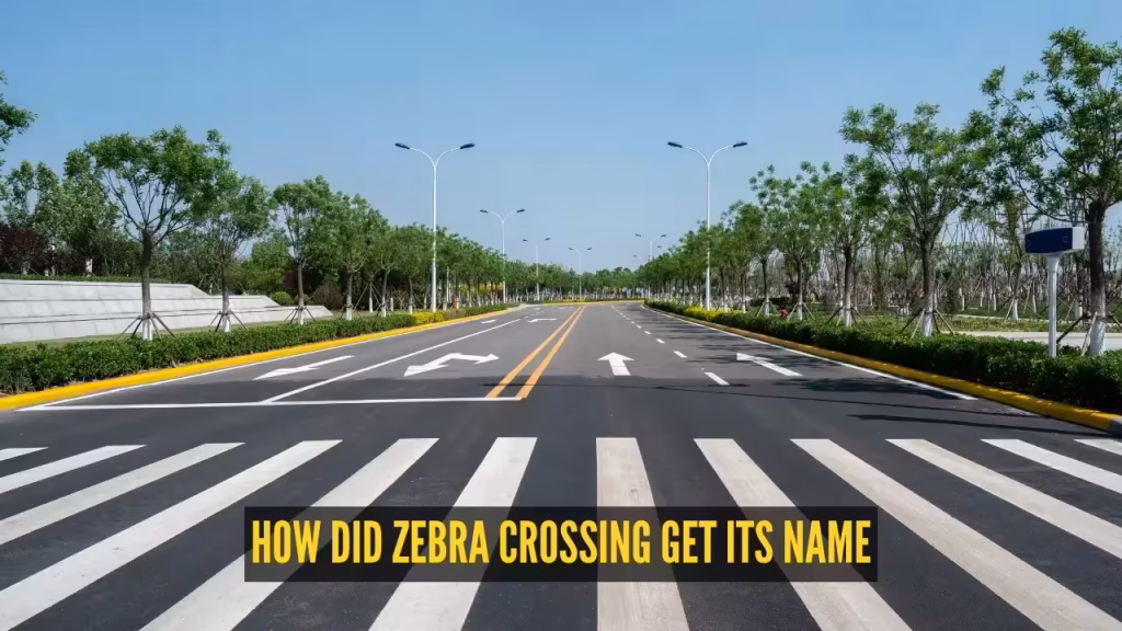 You’ve crossed it countless times, but do you know why it’s called a zebra crossing?