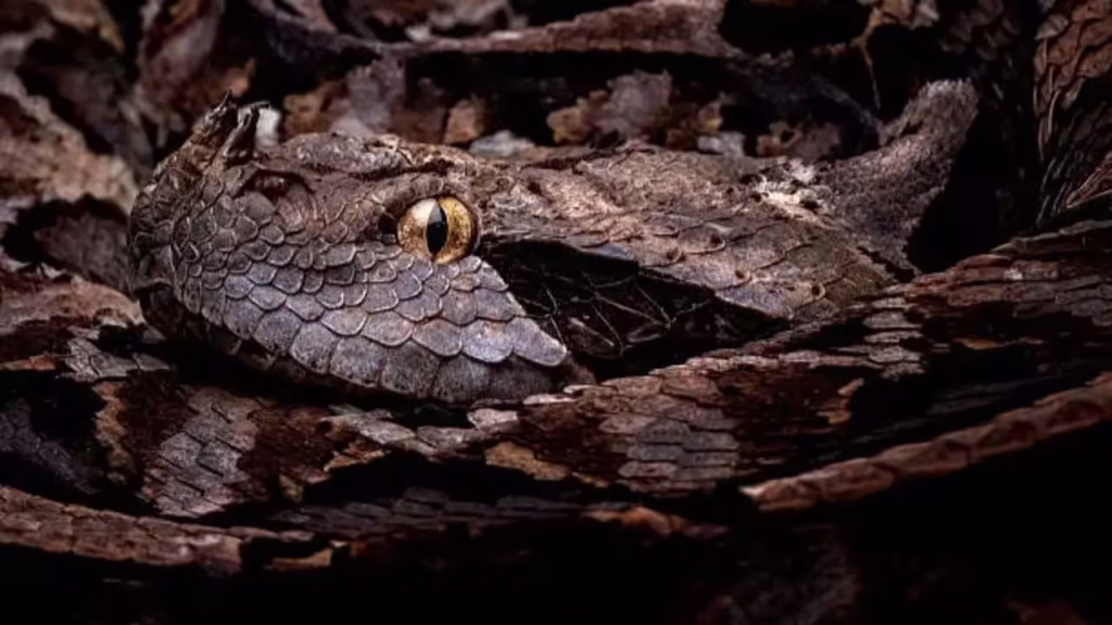 Snakes that look like dry leaves and twigs: Nature’s most convincing disguise artists