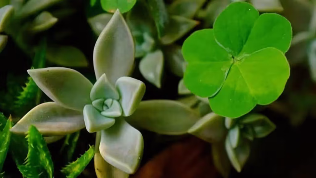 5 plants people grow for luck, that have better practical benefits that many probably haven’t heard about