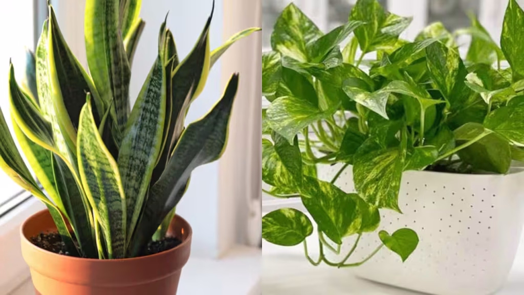 5 plants that can grow in small pots and are suitable for small spaces