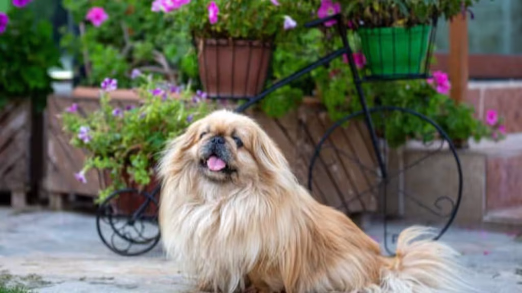 7 Teacup dog breeds that are perfect for apartment living in India