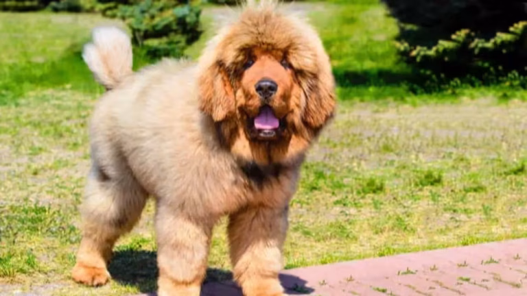 7 giant dog breeds that are gentle and friendly with kids