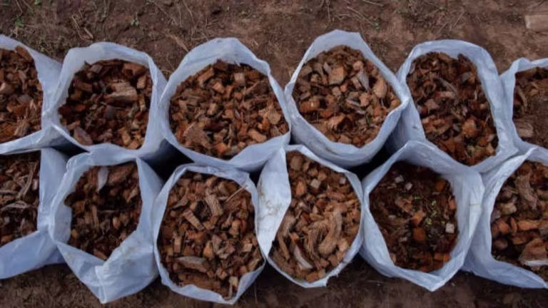 From water filters to kitchen bowls: 5 practical uses of coconut shell