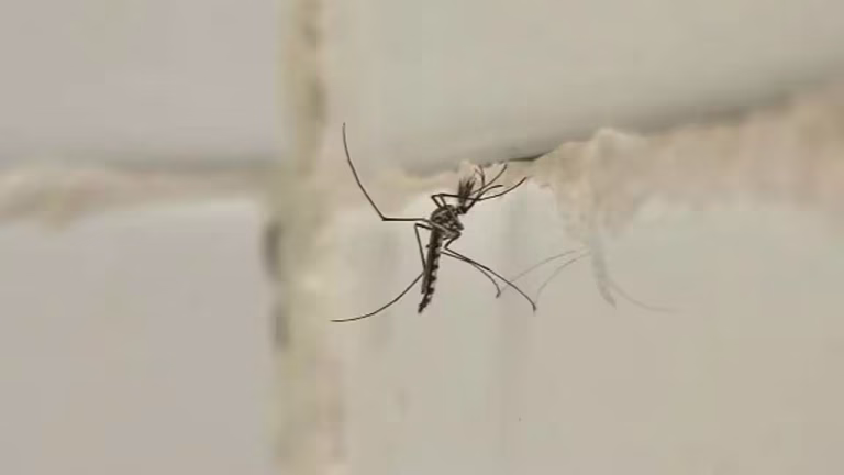5 simple tips to keep mosquitoes away from bathroom