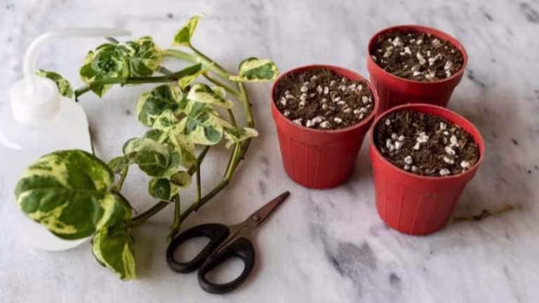 Money plant: Should you keep it in direct sunlight or shade? Here’s the right spot for healthy growth