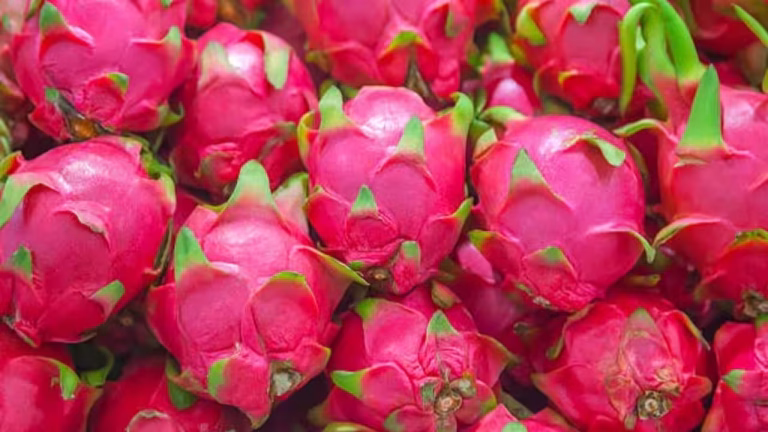 Dragon Fruit Benefits: 6 health benefits of dragon fruit: Why adding this nutrient-rich fruit to your diet may be good for you