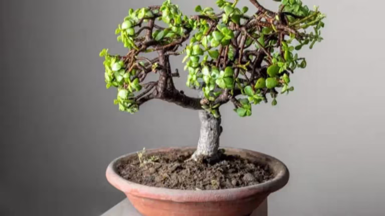 7 fruit trees that can grow in small pots: Easy options for a compact home garden